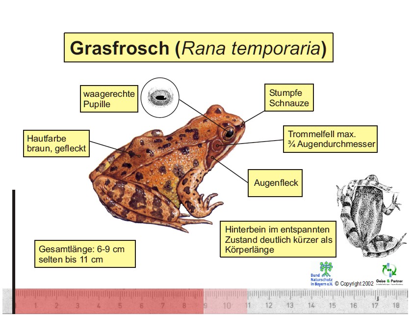Grasfrosch01a Grasfrosch01a