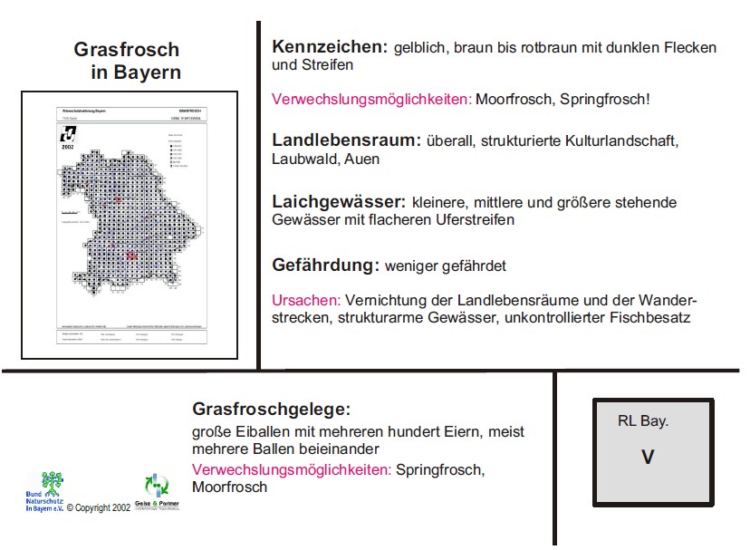 Grasfrosch02 Grasfrosch02